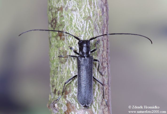tesařík, Stenostola ferrea, Cerambycidae, Saperdini (Brouci, Coleoptera)